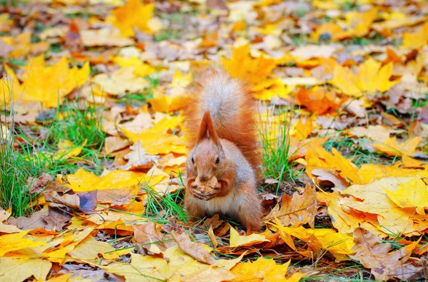 Nahaufnahme Eines Roten Eichhörnchens Das Eine Nuss Gegen Gefallene Pigmentierte — Stockfoto