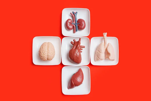 Творческая Медицина Здравоохранение Тема Связанная Фон Игрушка Органов Человеческого Тела — стоковое фото