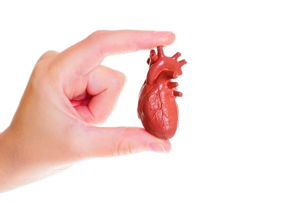 Copia Anatómica Miniatura Corazón Humano Mano Aislado Sobre Fondo Blanco —  Fotos de Stock