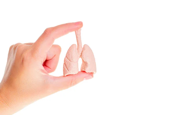 Zabawka Anatomicznej Kopii Ludzkich Płuc Układu Oddechowego Ręku Izolowane Białym — Zdjęcie stockowe