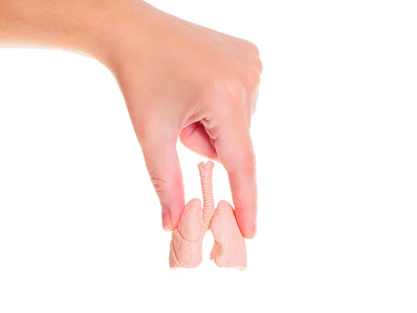 Miniatyr Anatomisk Kopia Mänskliga Lungor Och Andningsorganen Handen Isolerad Vit — Stockfoto