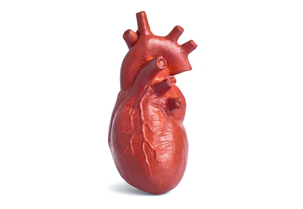 Миниатюрная Анатомическая Копия Человеческого Сердца Белом Фоне Обучение Анатомическими Моделями — стоковое фото