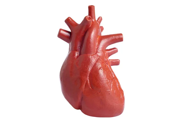 Модель Людського Серця Ізольована Білому Тлі Іграшка Внутрішнього Органу Вивчення — стокове фото