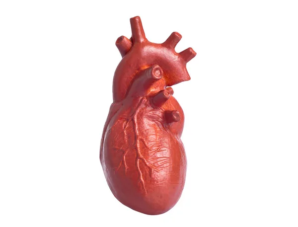 Крупный План Анатомической Копии Человеческого Сердца Белом Фоне Преподавание Анатомии — стоковое фото