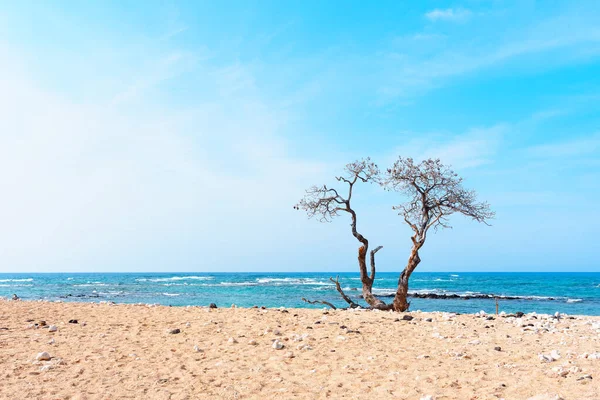 Raw beauty of nature: crooked tree standing tall on a sandy ocean beach with scattered seashells and stones against a blue sky background.
