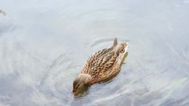 Brown adult duck swimming and feeding in shallow waters in its natural habitat. Duck specimen in its natural surroundings.