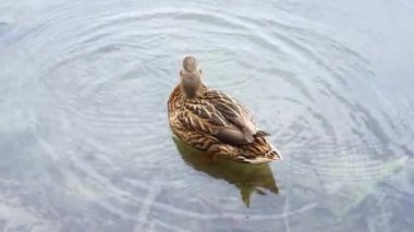 Beautiful duck standing in calm water and carefully cleaning its feathers. Nature documentaries and educational videos footage.