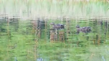 Group of ducks swimming in the pond with forest reflections and ripples.