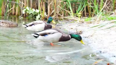 Group of duck species swimming in shallow waters coming ashore foraging for food.