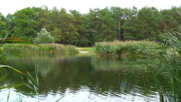 Serene Scene Pond Park Chilly Autumn Day Water Still Group — Stockvideo