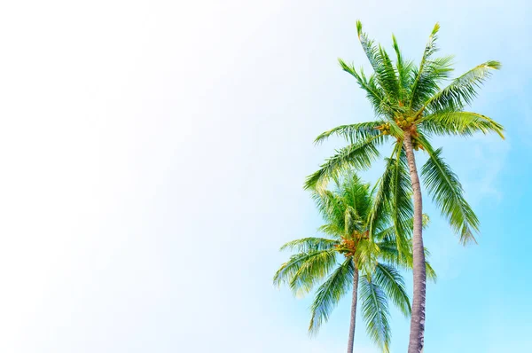 Two palm trees set against a clear blue sky captured from a low angle with copy space. Website header, travel brochures and vacation advertisements background.