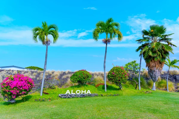 阿罗哈标志设置在一个惊人的展示开花和高耸的棕榈树与充满活力的色彩和郁郁葱葱的绿色 热带主题设计项目和度假广告设计 — 图库照片
