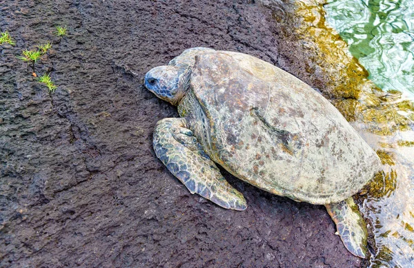 stock image Green Sea Turtle relaxing on volcanic rocks near the crystal clear waters of Hawaii.