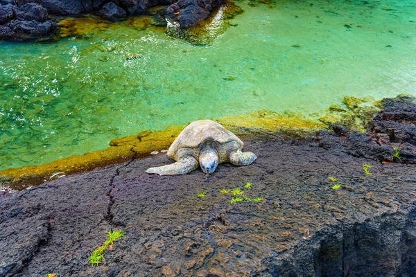 Majestic Green Sea Turtle Resting Volcanic Beach Soaking Sun — Stock Photo, Image