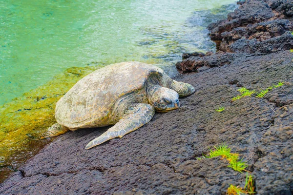 Hawaiian Green Sea Turtle Resting Volcanic Beach — Fotografia de Stock