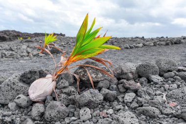 New Beginnings: Young coconut palm trees sprout from the barren volcanic landscape of a Hawaiian coastline