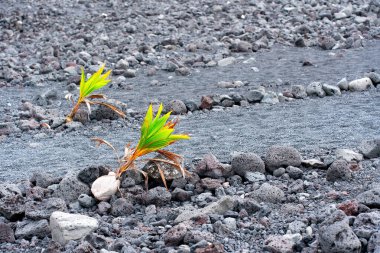Two young coconut palm trees grow amidst the rugged volcanic terrain of the Hawaiian Coastline.