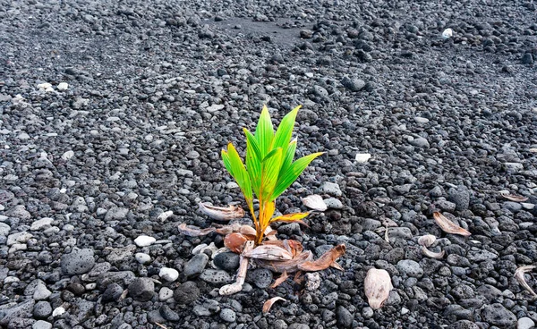 Young Coconut Palm Tree Growing Midst Hawaii Volcanic Terrain Vibrant — Stock Photo, Image