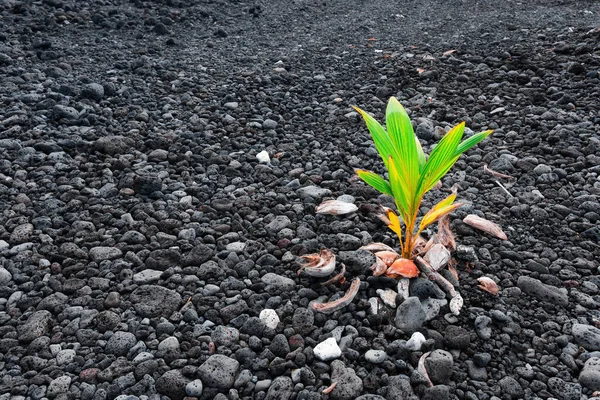 stock image Young coconut palm tree grows on a challenging Hawaiian coastline.