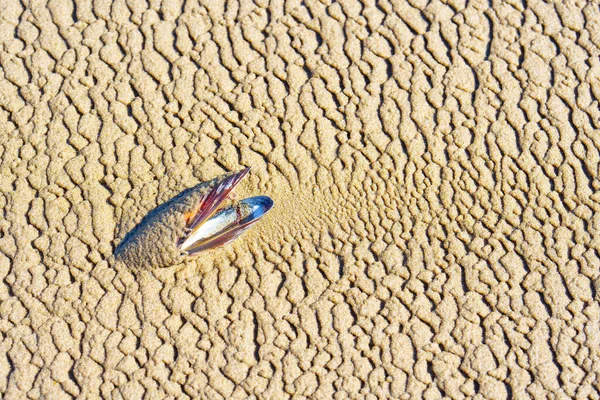 Раковина Мидии Размещена Текстурированном Песчаном Фоне Созданном Ветром Водой — стоковое фото
