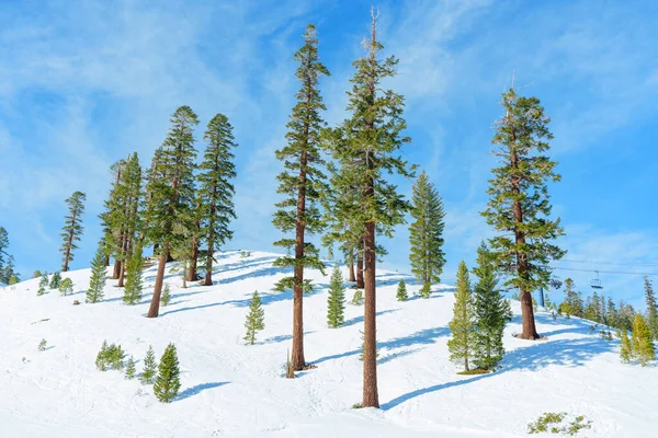 澄んだ青空の下で目立つ背の高い常緑樹とマンモスマウンテンの雪に覆われたピーク 穏やかな風景は冬の不思議の国の本質を捉える — ストック写真