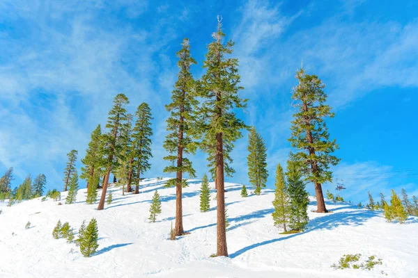 晴れた冬の日には澄んだ青空に背の高い常緑樹を持つマンモスマウンテンの雪に覆われたピーク — ストック写真
