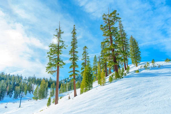 冬の風景 背が高く堂々とした松の木 スキーコース スキーリフトがある雪の山のシーンの美しさ 興奮と冒険の要素を持つ静かな雰囲気 — ストック写真
