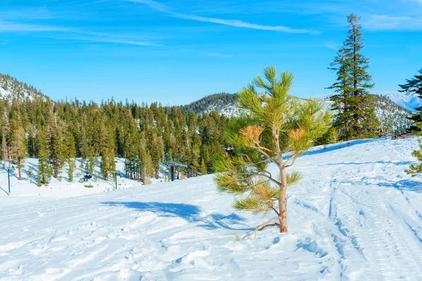 澄んだ青い空を背景に スキー場と美しい松の木の森の景色 地面と木を覆う新鮮な雪が穏やかな穏やかな冬の風景を作り出します — ストック写真
