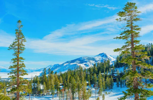雄大なマンモスマウンテンと澄んだ青い空を背景に 美しい松林の中にあるスキーリゾート村の素晴らしい景色 冬の旅行とアウトドアスポーツ関連のコンセプト — ストック写真