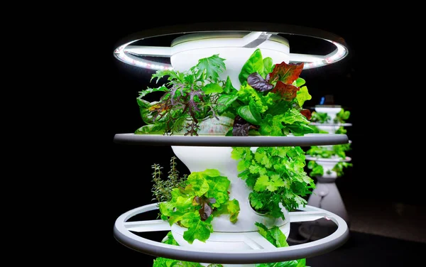 Fresh Greens Salads Growing Modern Mobile Vertical Garden System Lights — Stock Photo, Image
