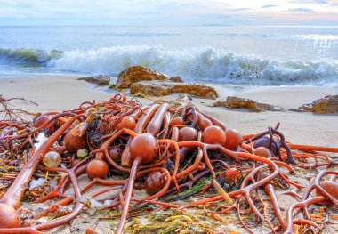 Malibu, Kaliforniya 'da plajda biriken canlı taze yosun yosunları. İklim değişikliği ve okyanus kirliliği ile ilgili kavram.