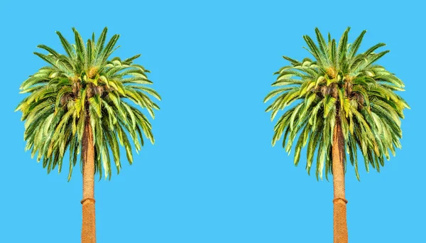 两棵雄伟的棕榈树 绿叶郁郁葱葱 从图像两侧升起 映衬着充满活力的蓝色背景 — 图库照片