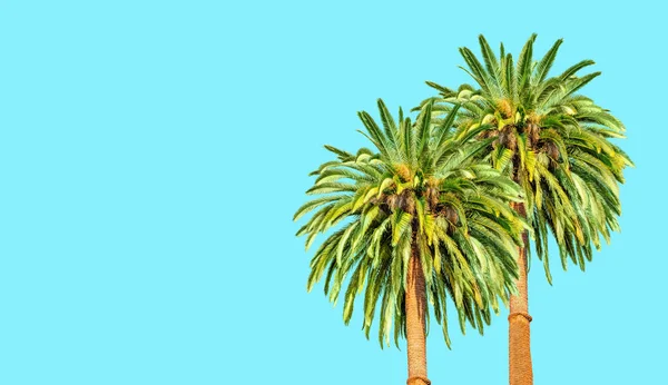 两棵茂盛的热带棕榈树被隔离在明亮的蓝色背景上 文字或标识的复制空间 推广度假套餐或天然护肤产品的引人注目的背景 — 图库照片