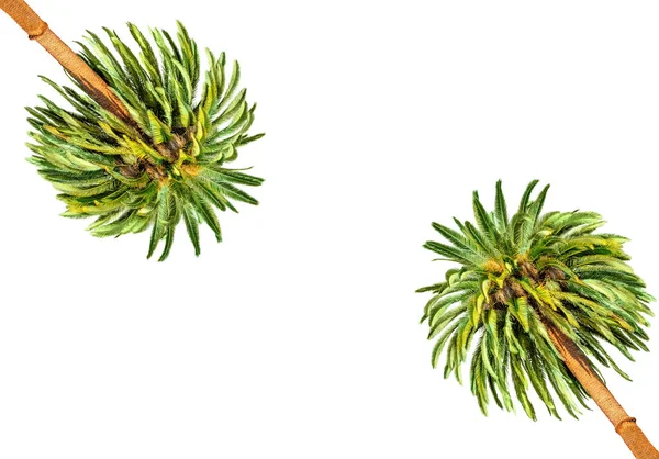 两棵异国情调的棕榈树 绿叶生机盎然 背景白色 中间有复制空间 可添加文字或标识 — 图库照片