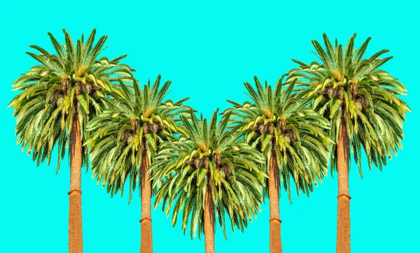五棵异国情调的棕榈树 头戴郁郁葱葱的冠冕 高耸入云 傲然屹立在碧绿的天空下 — 图库照片