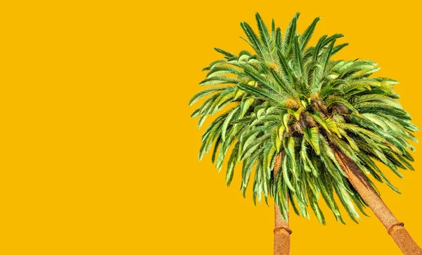 热带的温暖和阳光 两棵郁郁葱葱的棕榈树 绿叶生机盎然 背景明亮 使人联想到夏日的炎热和热带的天堂 — 图库照片