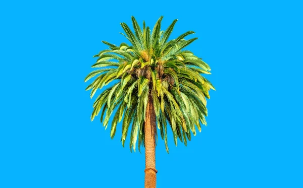 一个孤立的棕榈树的引人注目的景象设置在一个充满活力的蓝色背景 生活方式和与自然有关的背景 — 图库照片