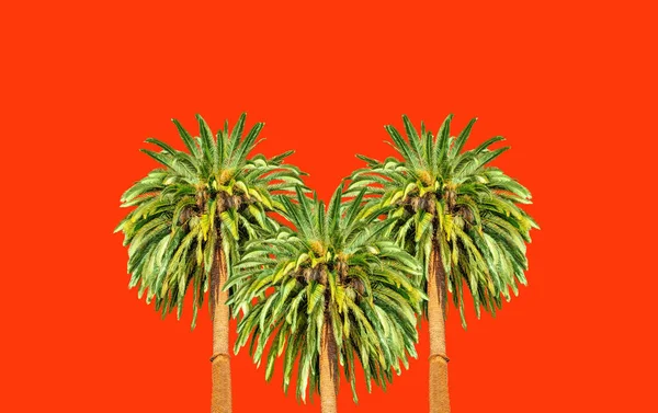三棵棕榈树 绿叶郁郁葱葱 在炽热的红色背景下心形挺立 引人注目的情人节 婚宴请柬或浪漫的背景 — 图库照片