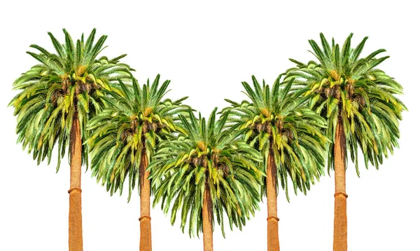 绿叶郁郁葱葱的一群异国情调的棕榈树 在洁白的背景中以字母V的形式挺立起来 — 图库照片