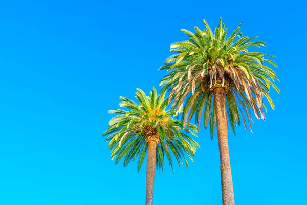 两棵郁郁葱葱的棕榈树 绿叶生机盎然 背景为蓝色 并复制文字或标志的空间 旅游目的地 健康度假或自然产品促销概念 — 图库照片