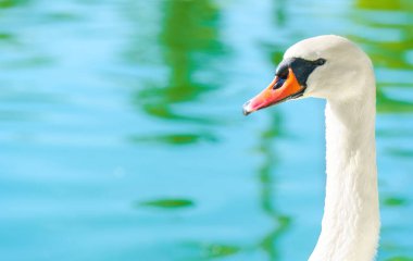 Güzel bir kuğunun yakın çekimi. Uzun, zarif bir boynu var. Huzurlu yeşil bir su arka planında..