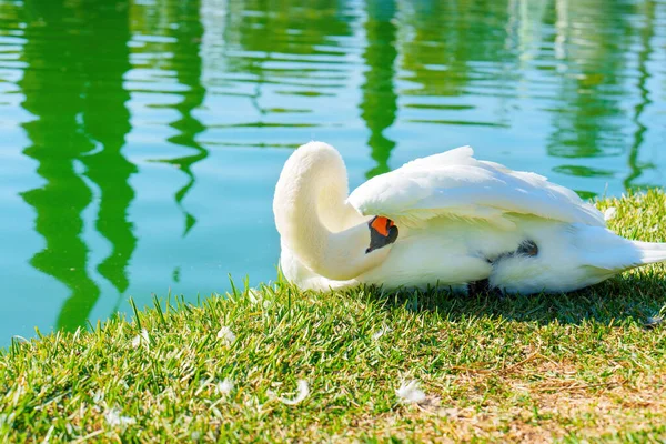 Cisne Branco Meticulosamente Prega Suas Penas Pela Lagoa Água Verde — Fotografia de Stock