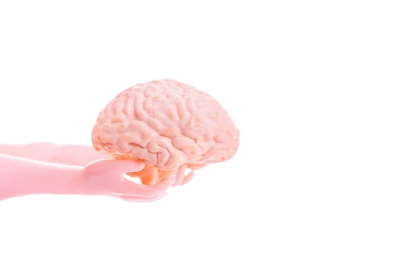 Primer Plano Las Manos Muñeca Entregando Modelo Anatómico Cerebro Humano — Foto de Stock
