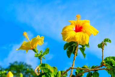 Mavi gökyüzüne karşı dizilmiş sarı amber çiçekleri. Açan Doğa ve Bahçe Arkaplanı.