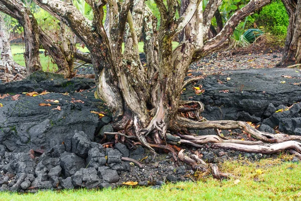 Nature\'s Unstoppable Force: Trees rooted in the scarce volcanic soil.