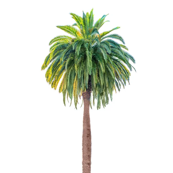 Weelderige Palmboom Geïsoleerd Een Schone Witte Achtergrond Die Ruimte Biedt — Stockfoto
