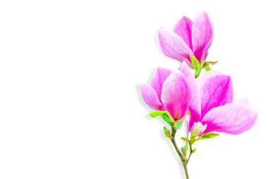 Çiçek açan manolya çiçeklerinin narin dalı, logo veya metin için kopyalama alanı olan temiz beyaz bir arkaplan karşısında çarpıcı bir şekilde sunulmuştur..