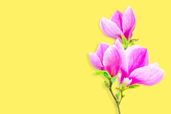 Elegant branch of blooming magnolia flowers, presented in stunning detail against a vibrant yellow background with copy space for logo or text.