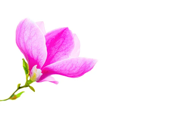 Close Gorgeous Magnolia Flower Placed Corner Frame Pristine White Backdrop — Stock Photo, Image