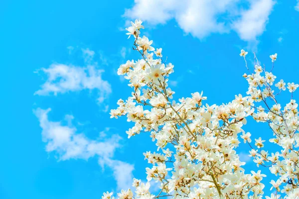 Widok Bliska Kwitnącego Białego Drzewa Magnolii Ustawionego Tle Niebieskiego Nieba — Zdjęcie stockowe
